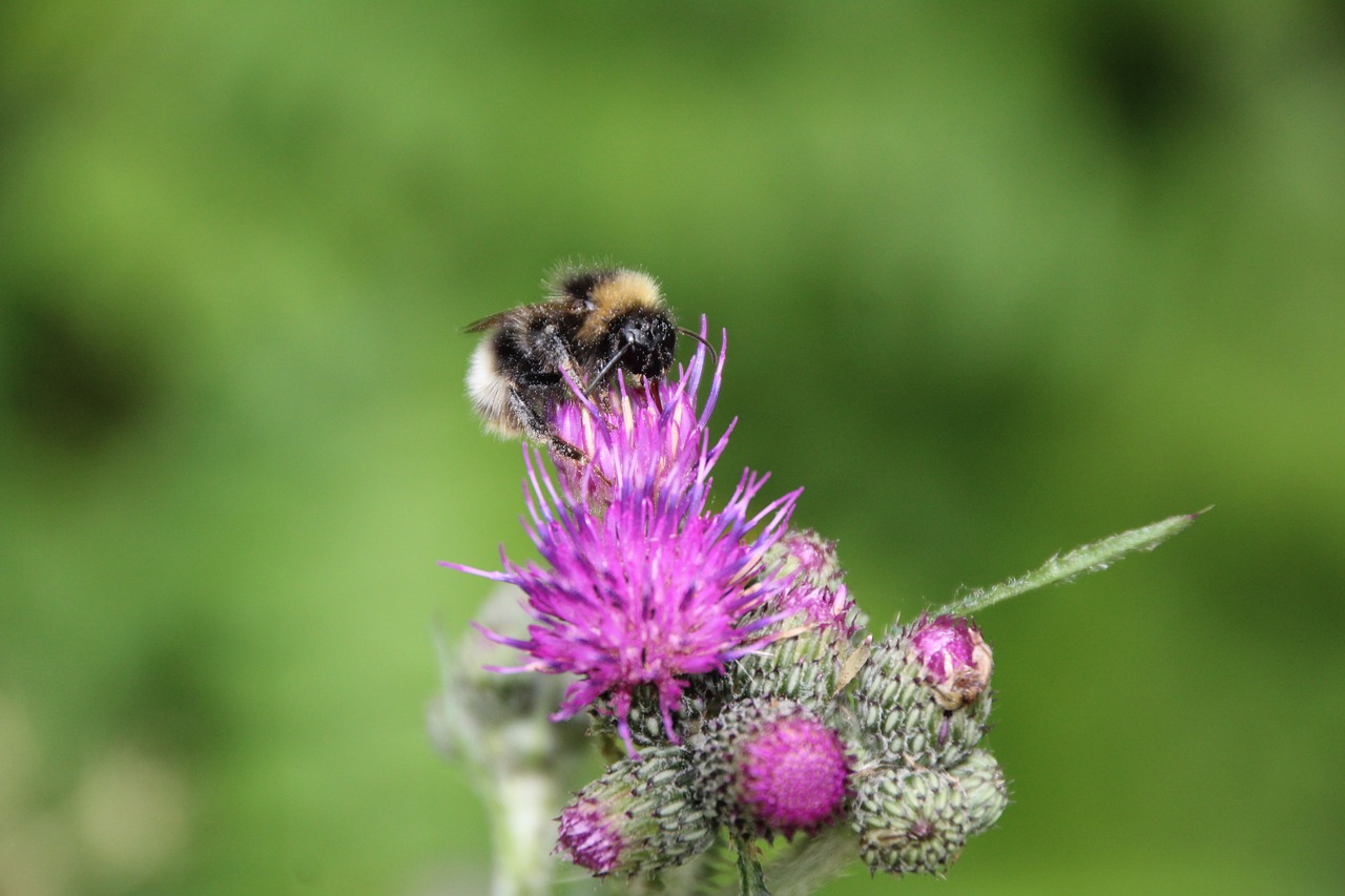 hummel thistle insect free photo