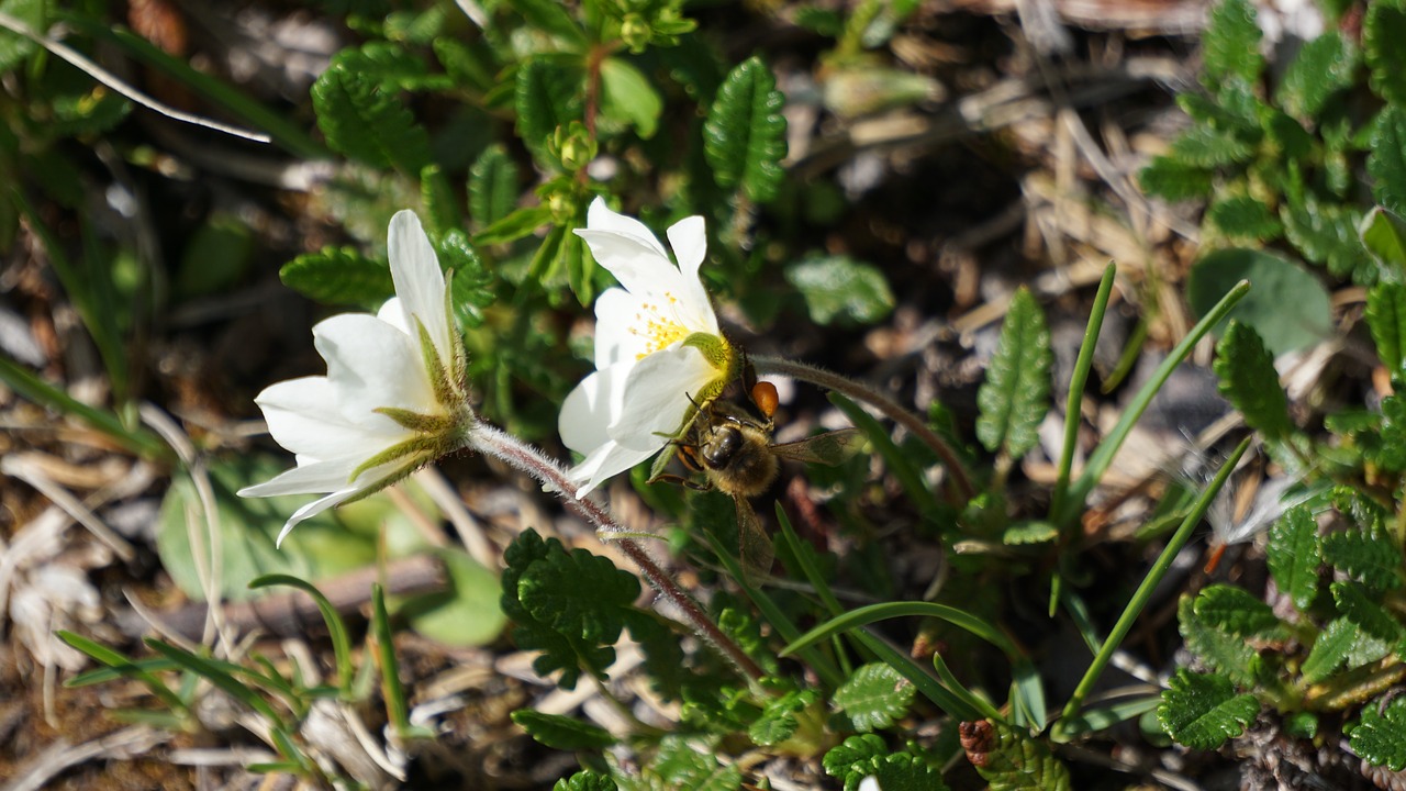 hummel pollen hard working free photo