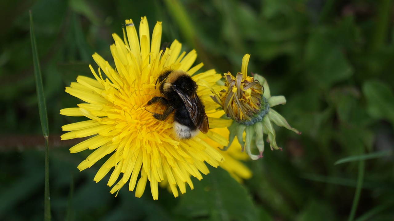 hummel dandelion pollen free photo