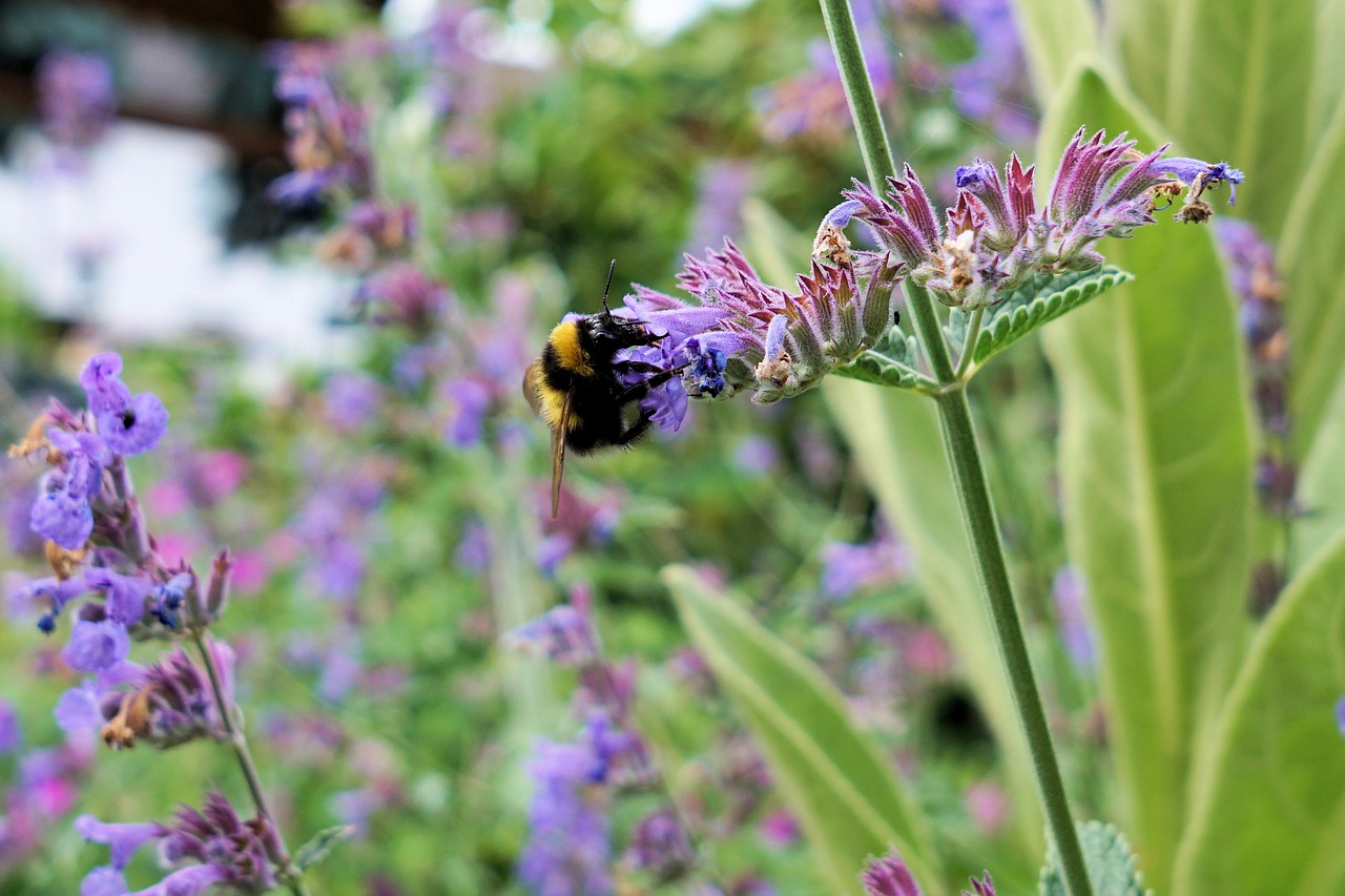 hummel insect blossom free photo