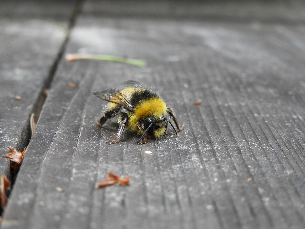 hummel nature insect free photo