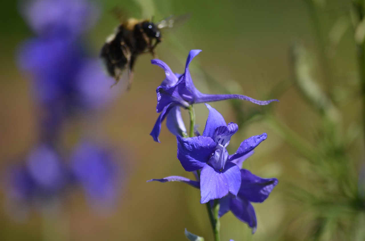 hummel blossom bloom free photo