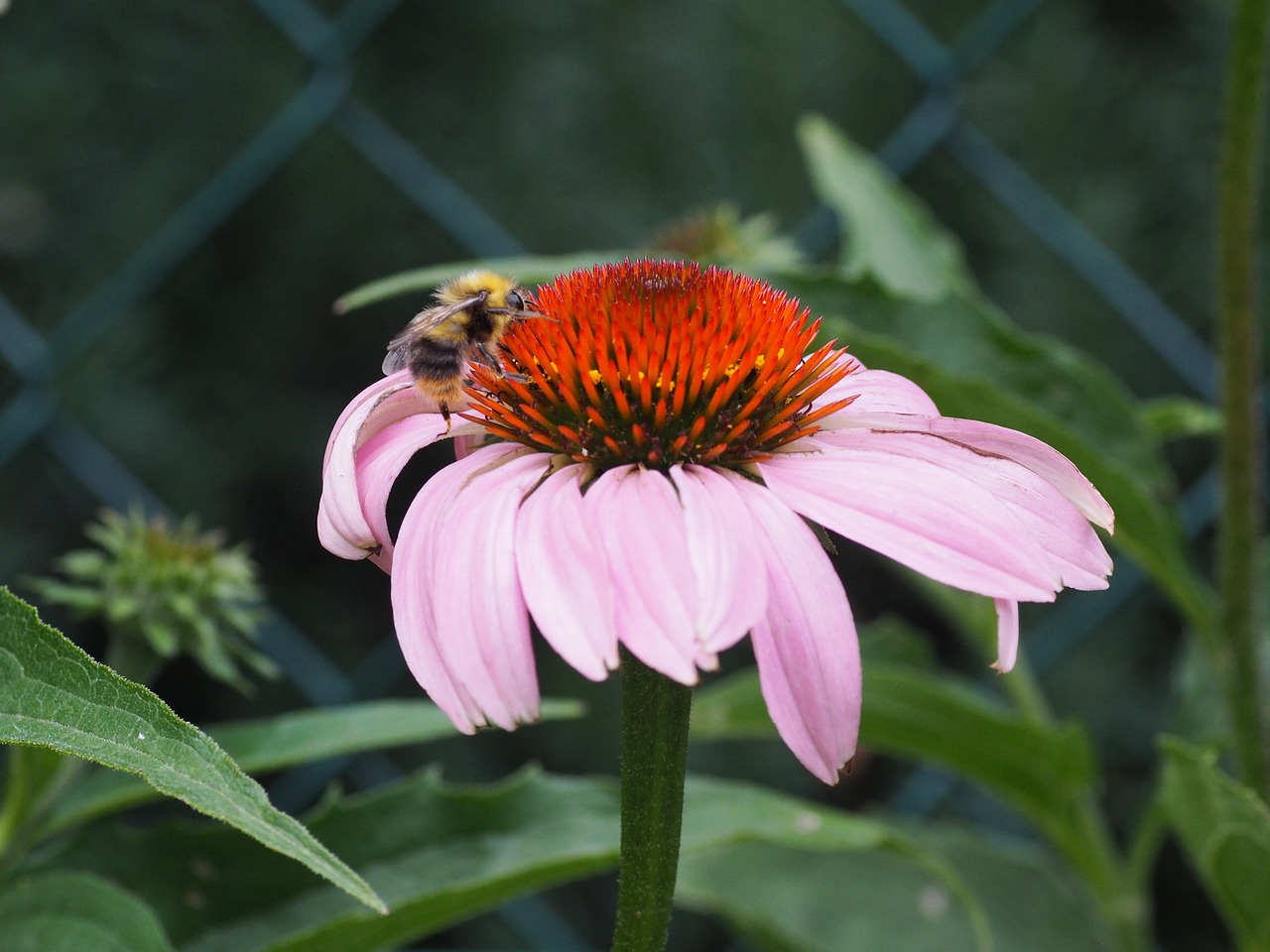 hummel echinacea sun hat free photo