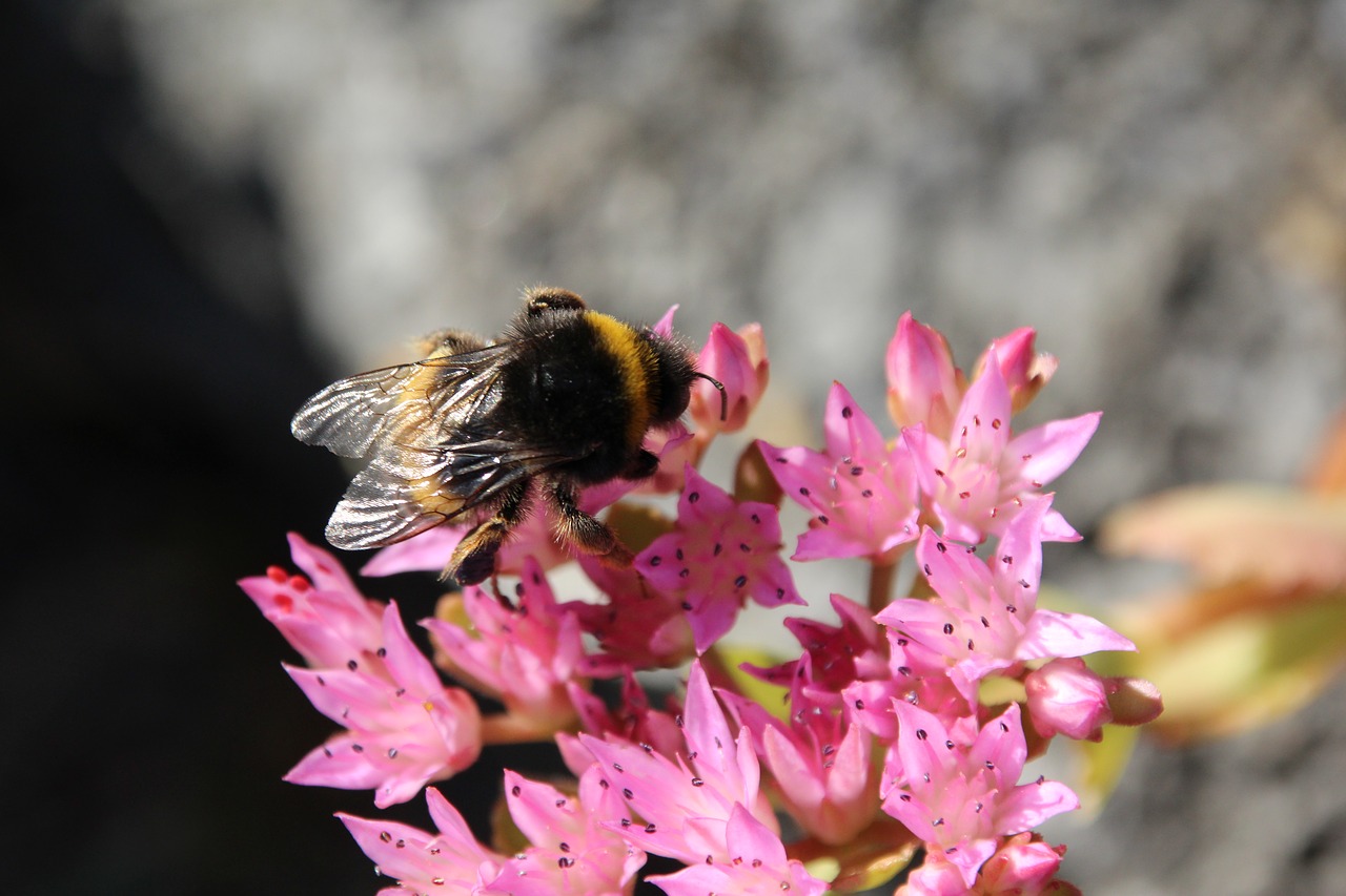 hummel blossom bloom free photo