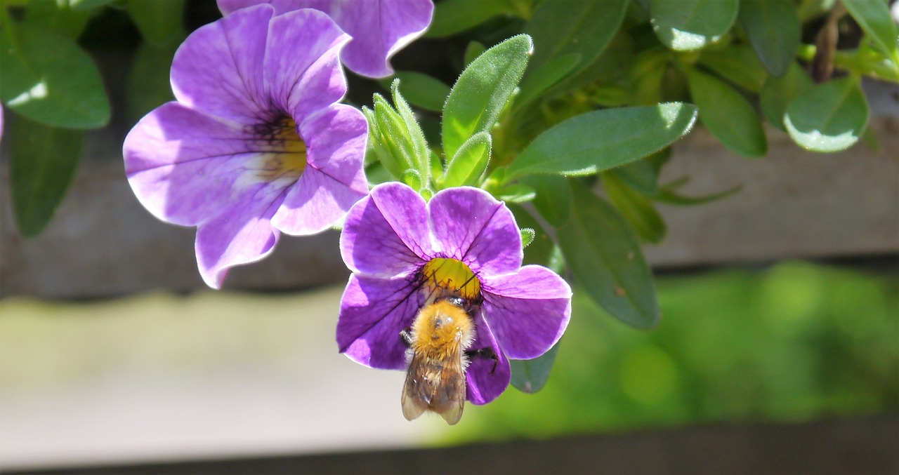 hummel blossom bloom free photo