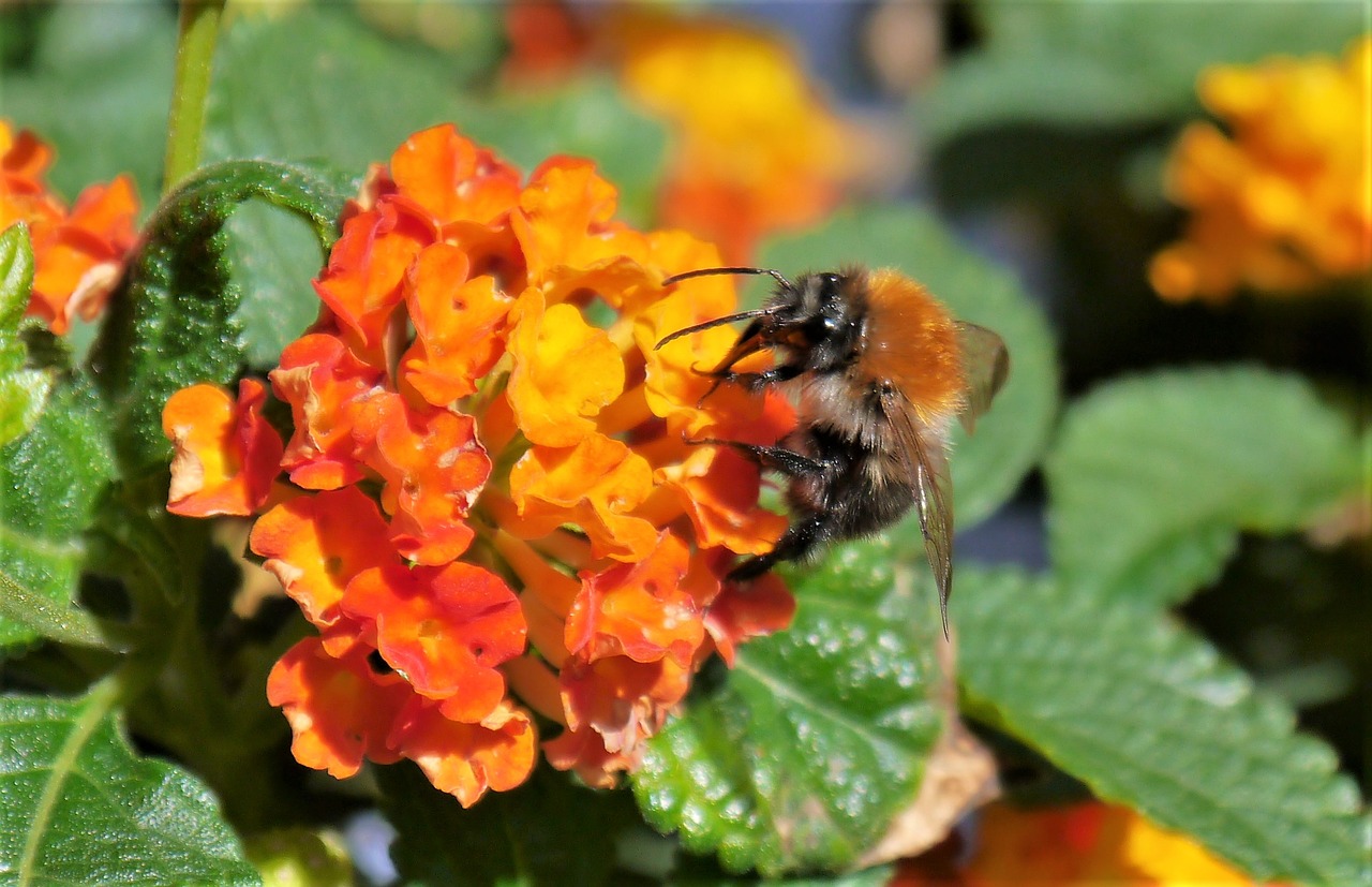 hummel insect pollination free photo