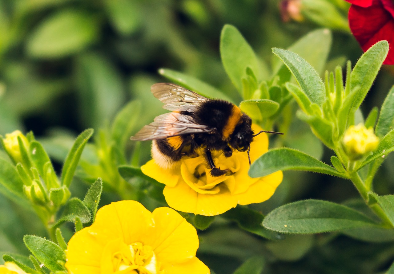 hummel flower nature free photo