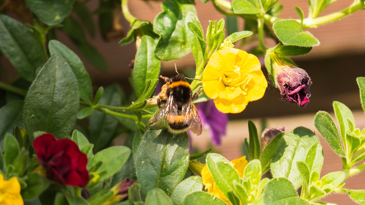 hummel flower nature free photo