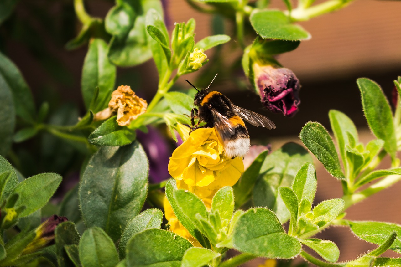 hummel flower nature free photo