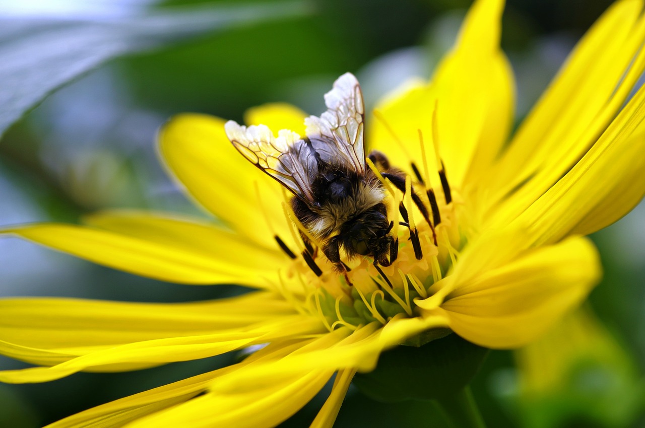 hummel flower nature free photo