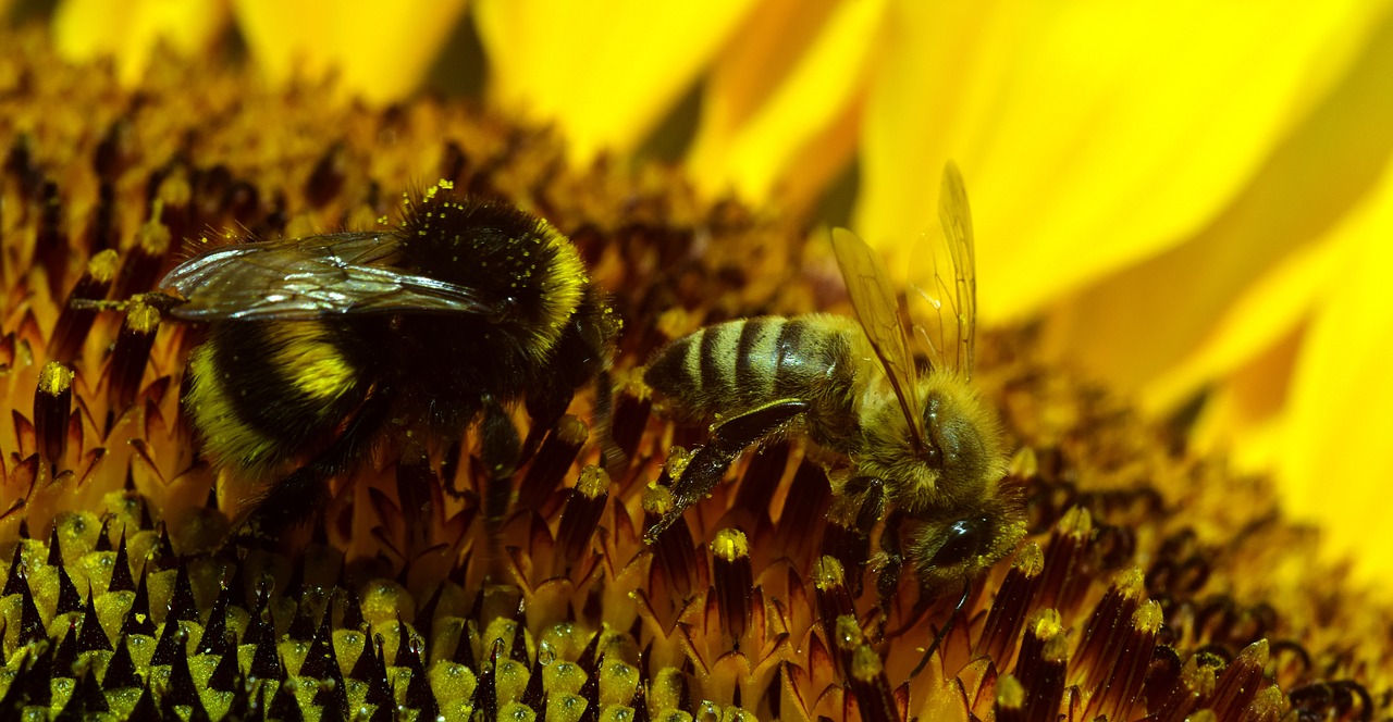 hummel bee blossom free photo