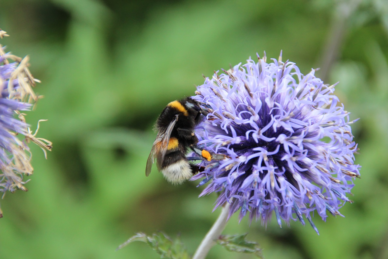 hummel insect pollination free photo