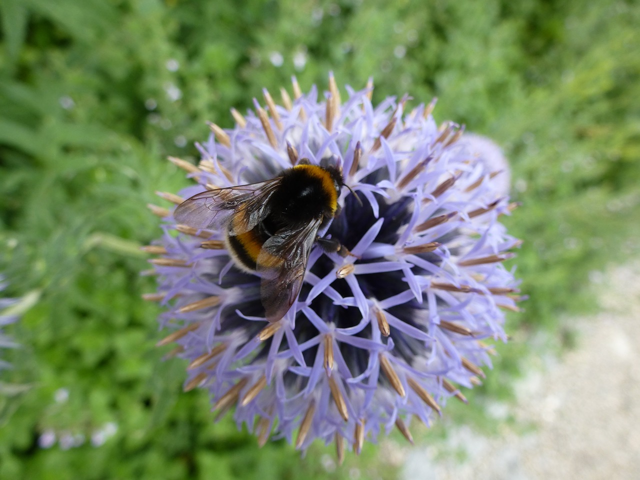 hummel blossom bloom free photo