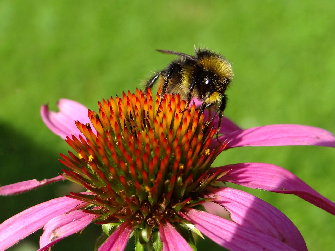 hummel insect blossom free photo