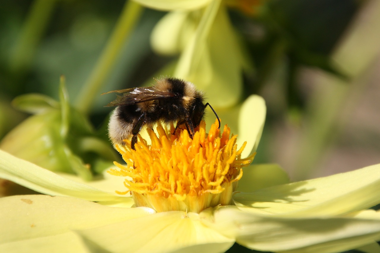 hummel bumblebee bourdon free photo