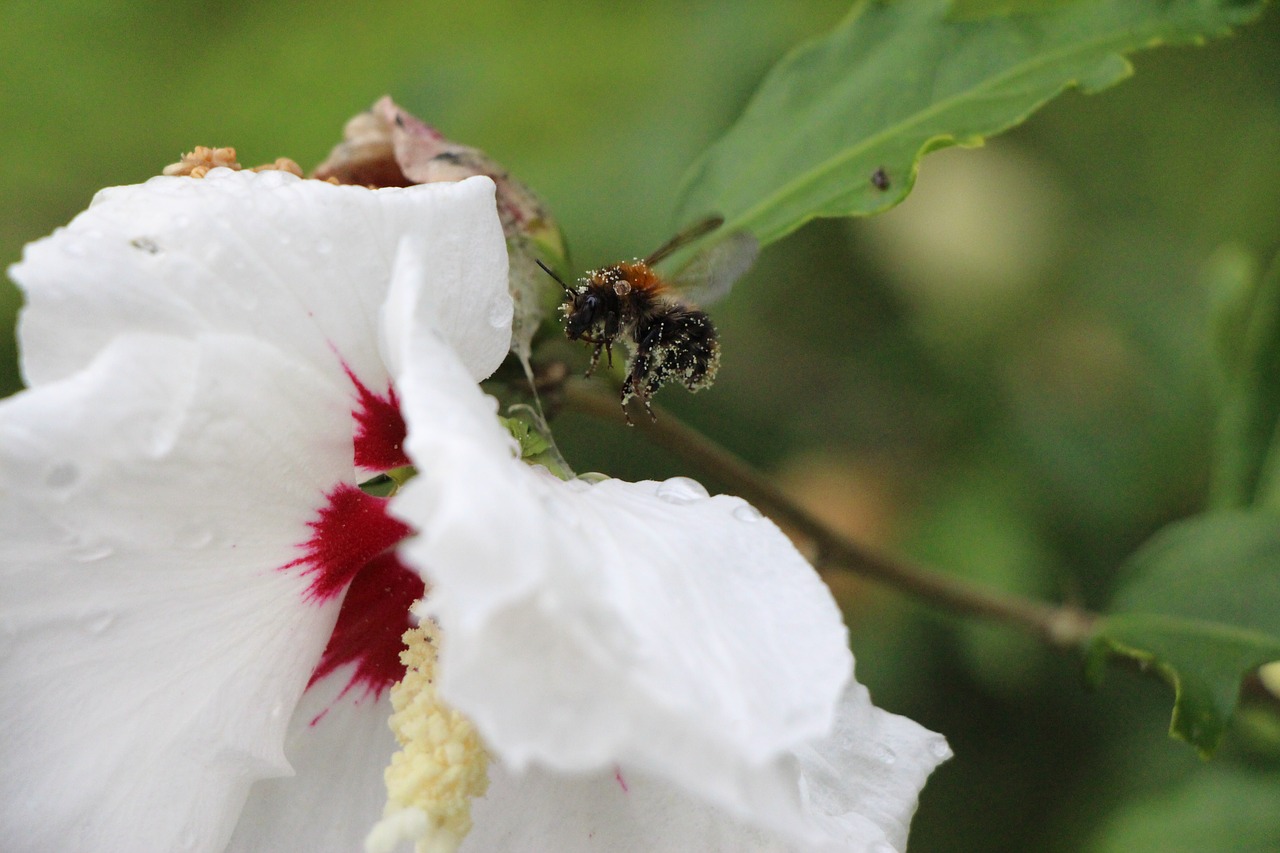 hummel blossom bloom free photo