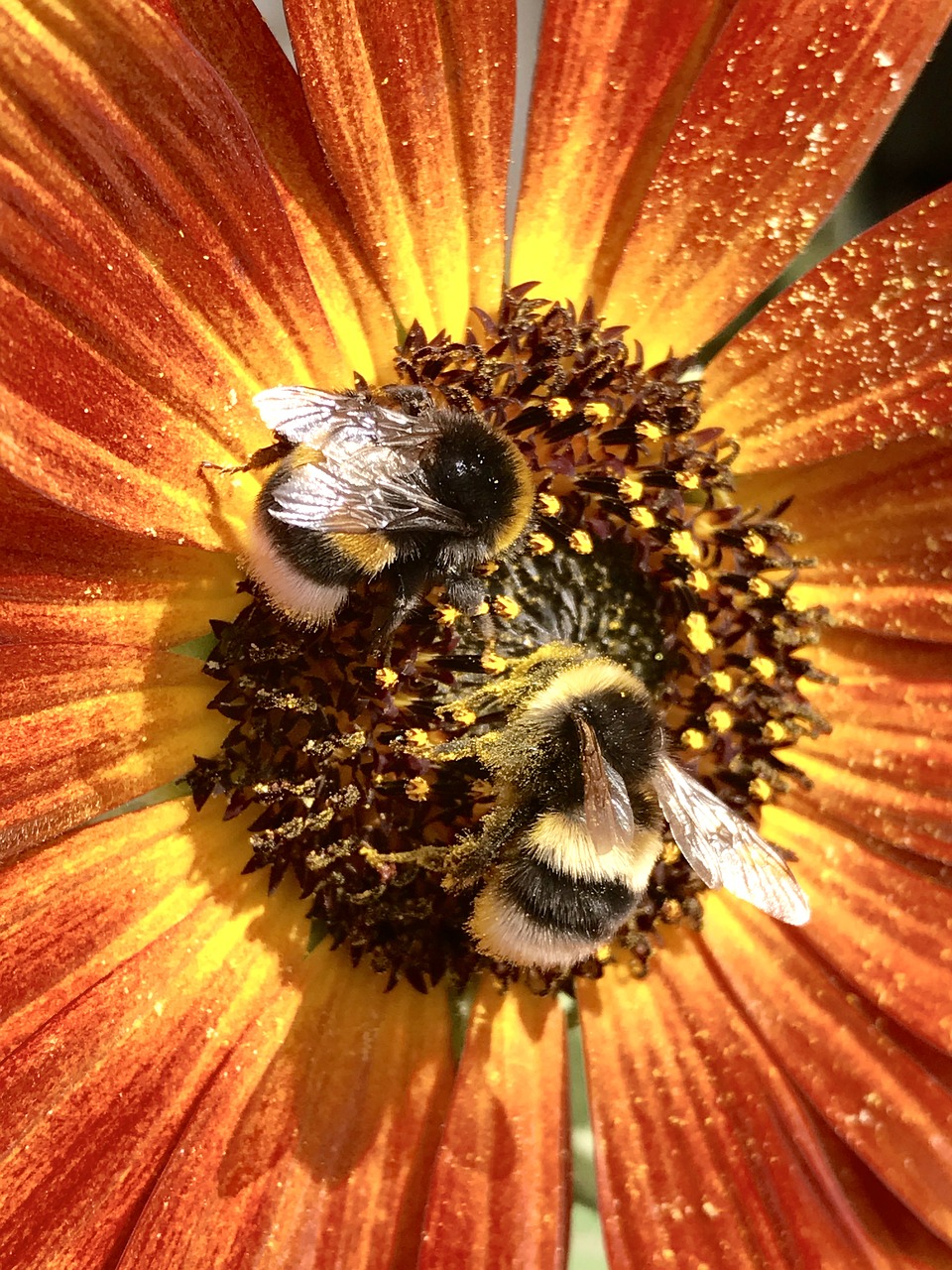 hummel bumblebees bourdon free photo