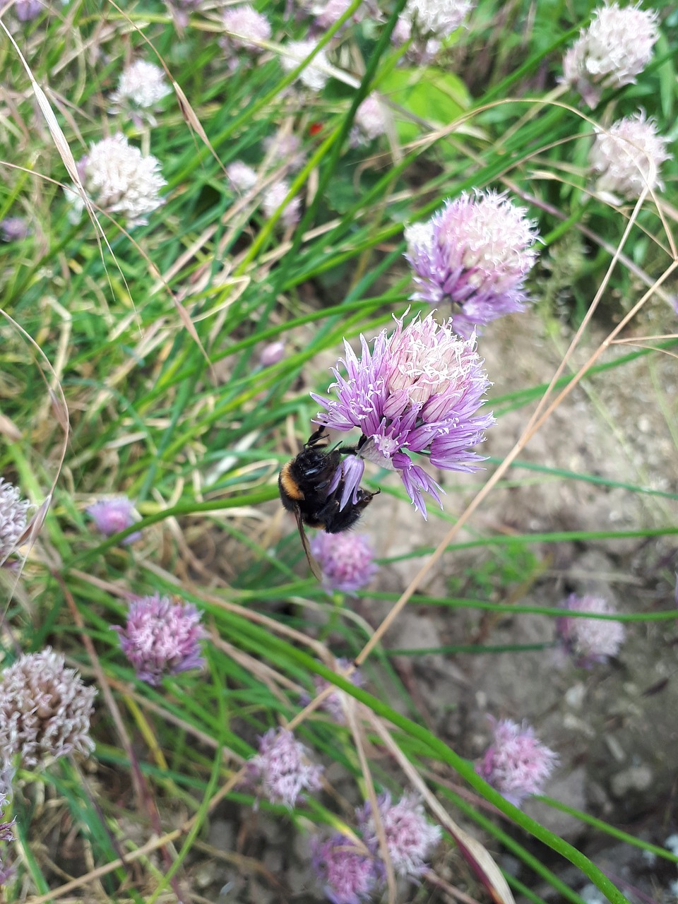 hummel nature flower free photo