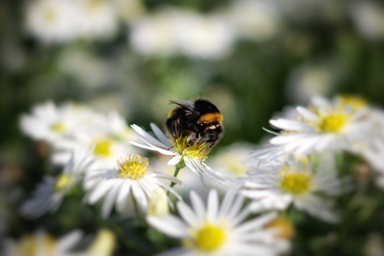 hummel flower nature free photo