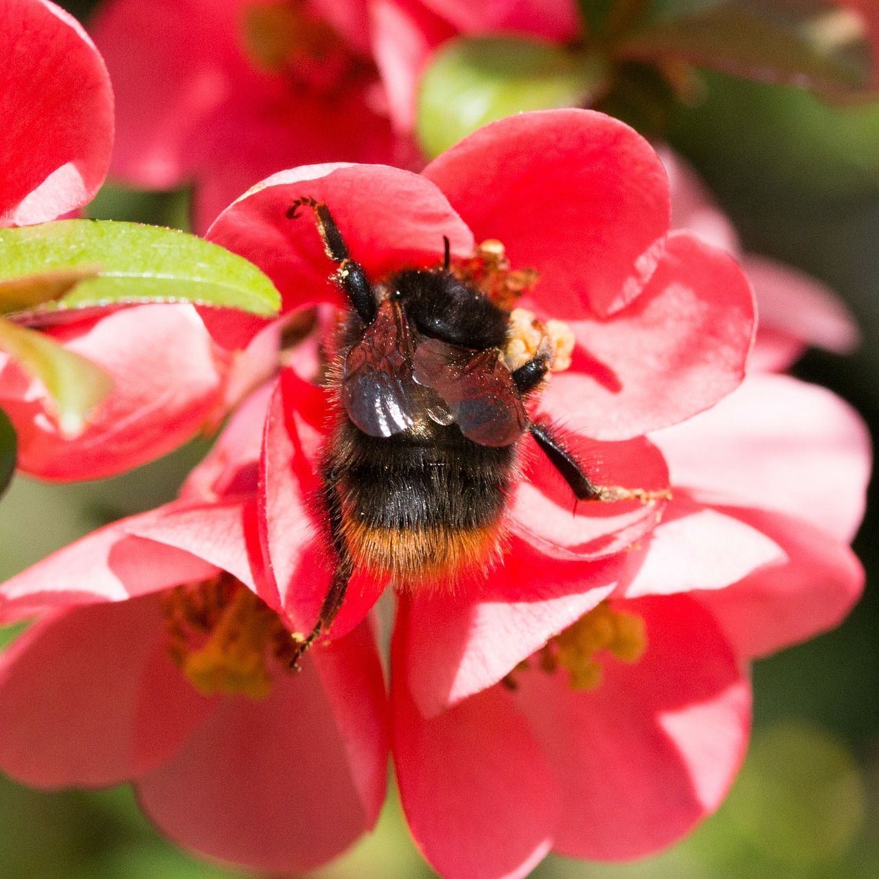 hummel nature plant free photo