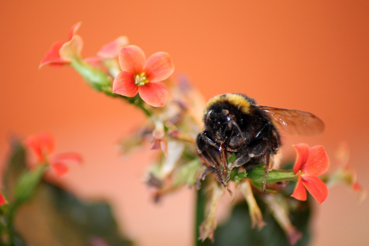 hummel flower insect free photo