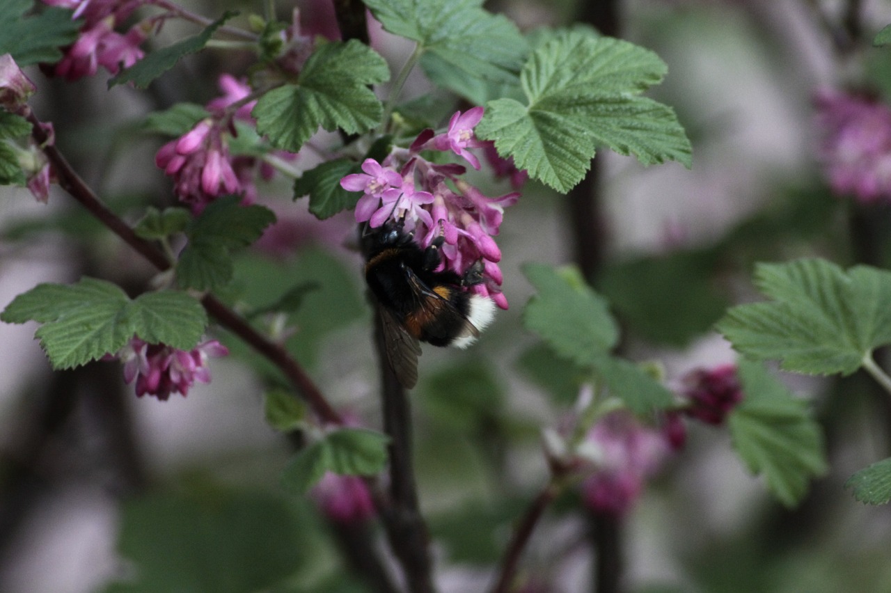 hummel plant insect free photo