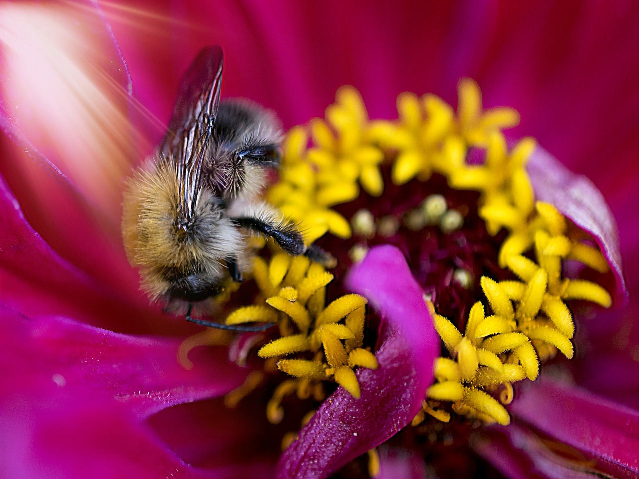 hummel macro macro photography free photo