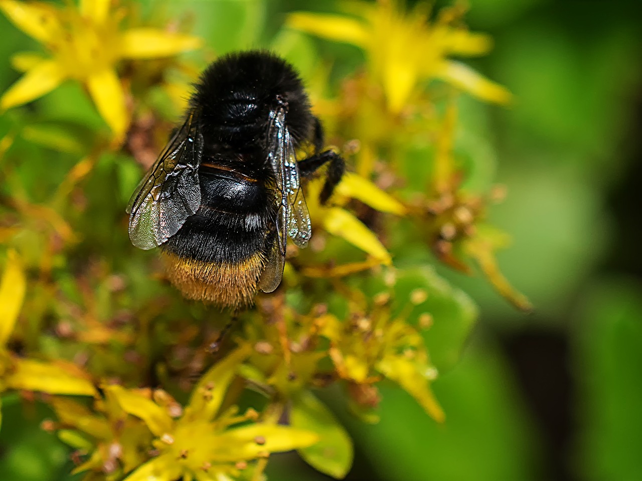 hummel macro macro photography free photo