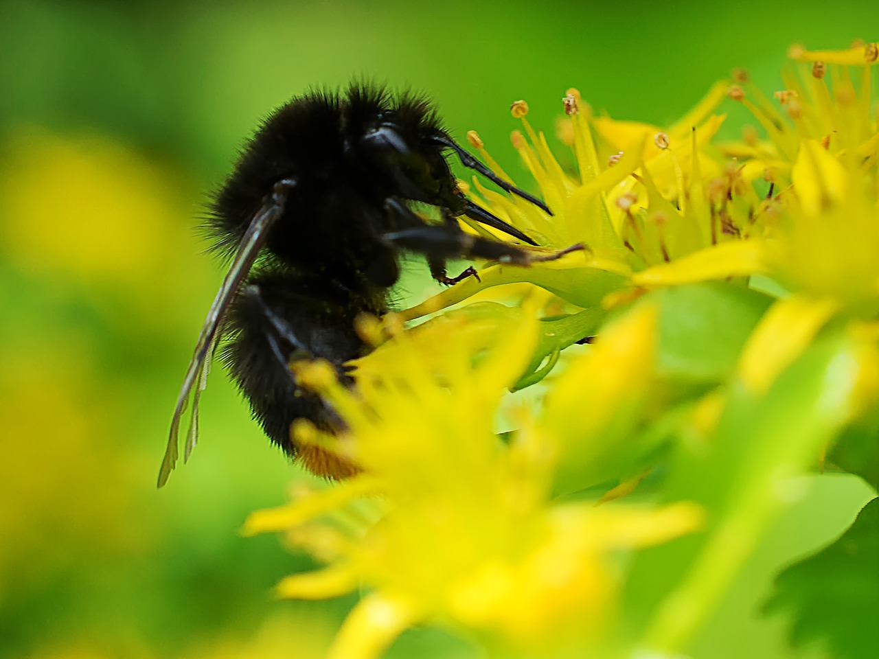 hummel macro macro photography free photo