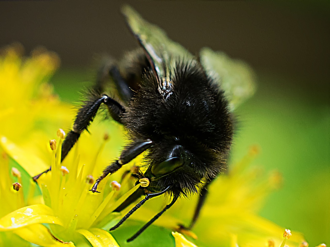 hummel macro macro photography free photo