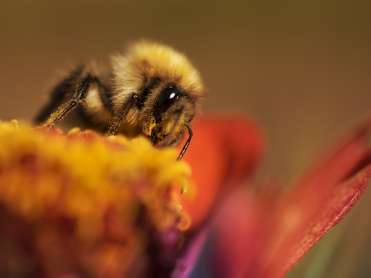 hummel macro macro photography free photo