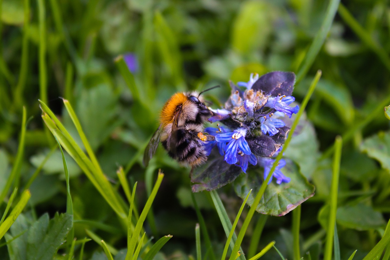 hummel  bee  nature free photo