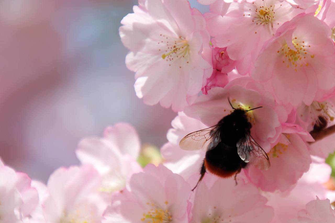 hummel  wing  flower free photo