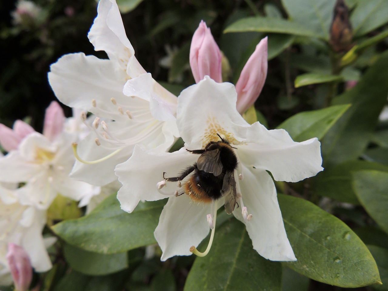 hummel insect blossom free photo