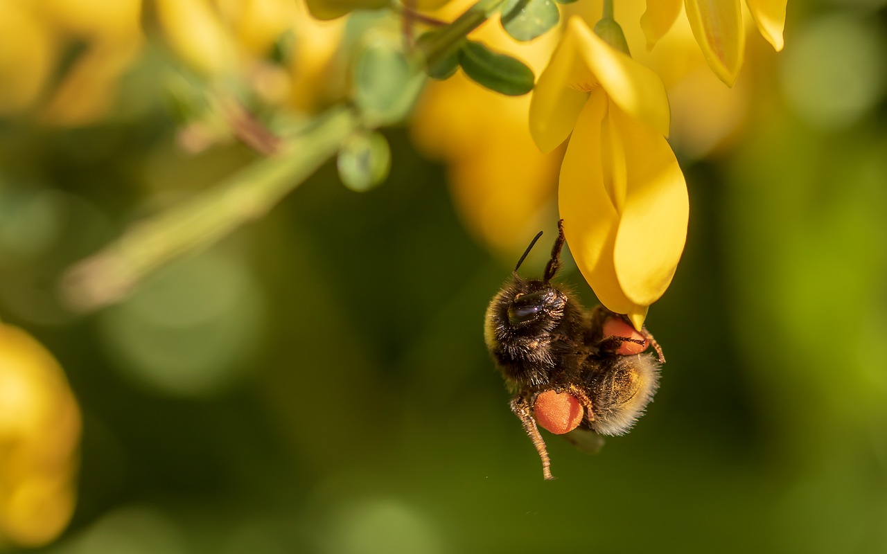 hummel  garden bumblebee  bombus hortorum free photo