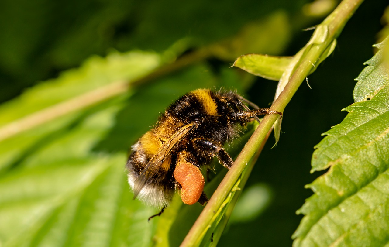 hummel  garden bumblebee  bombus hortorum free photo