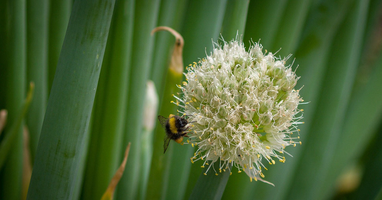 hummel  onion  insect free photo