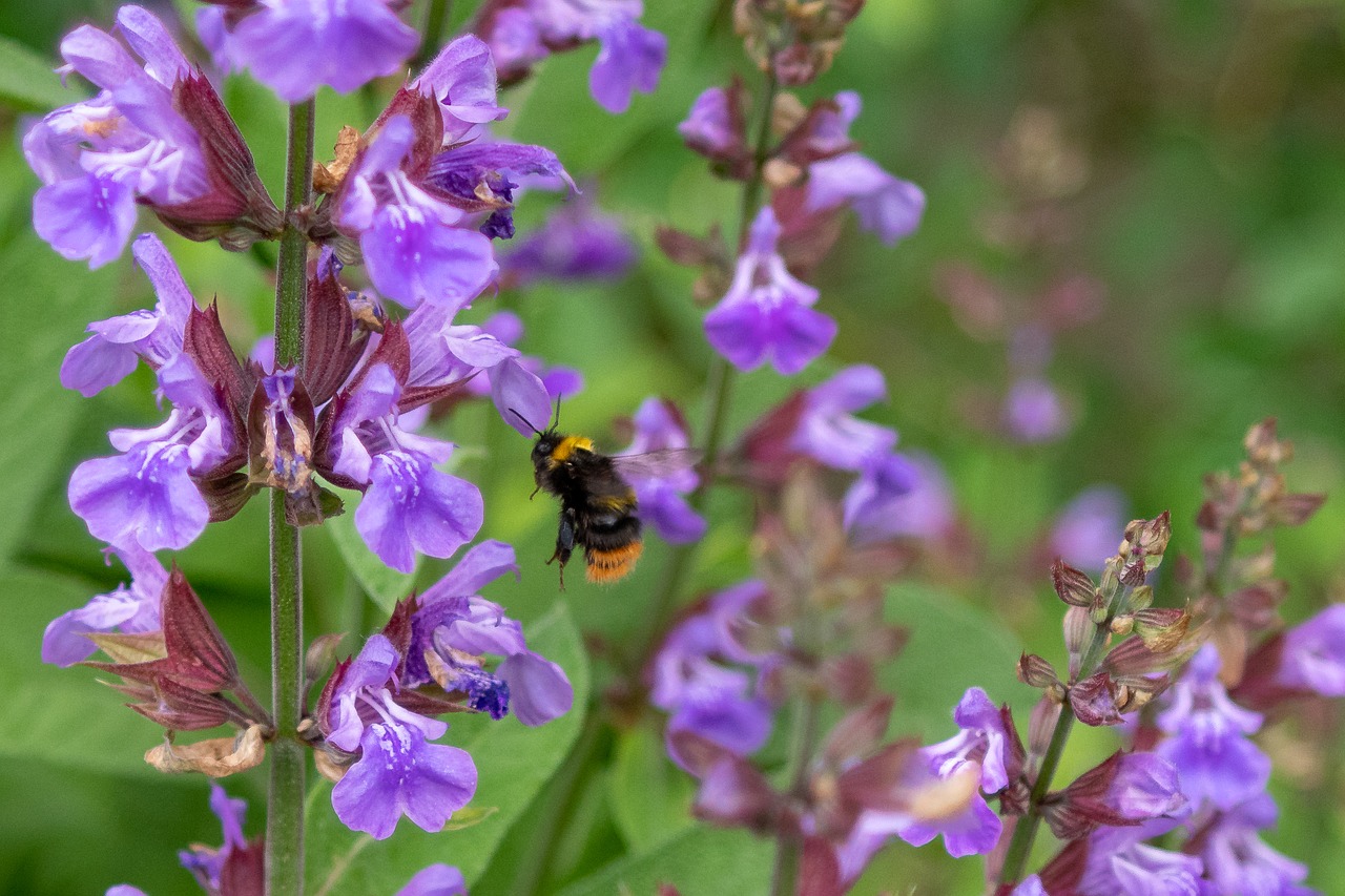 hummel  insect  blossom free photo