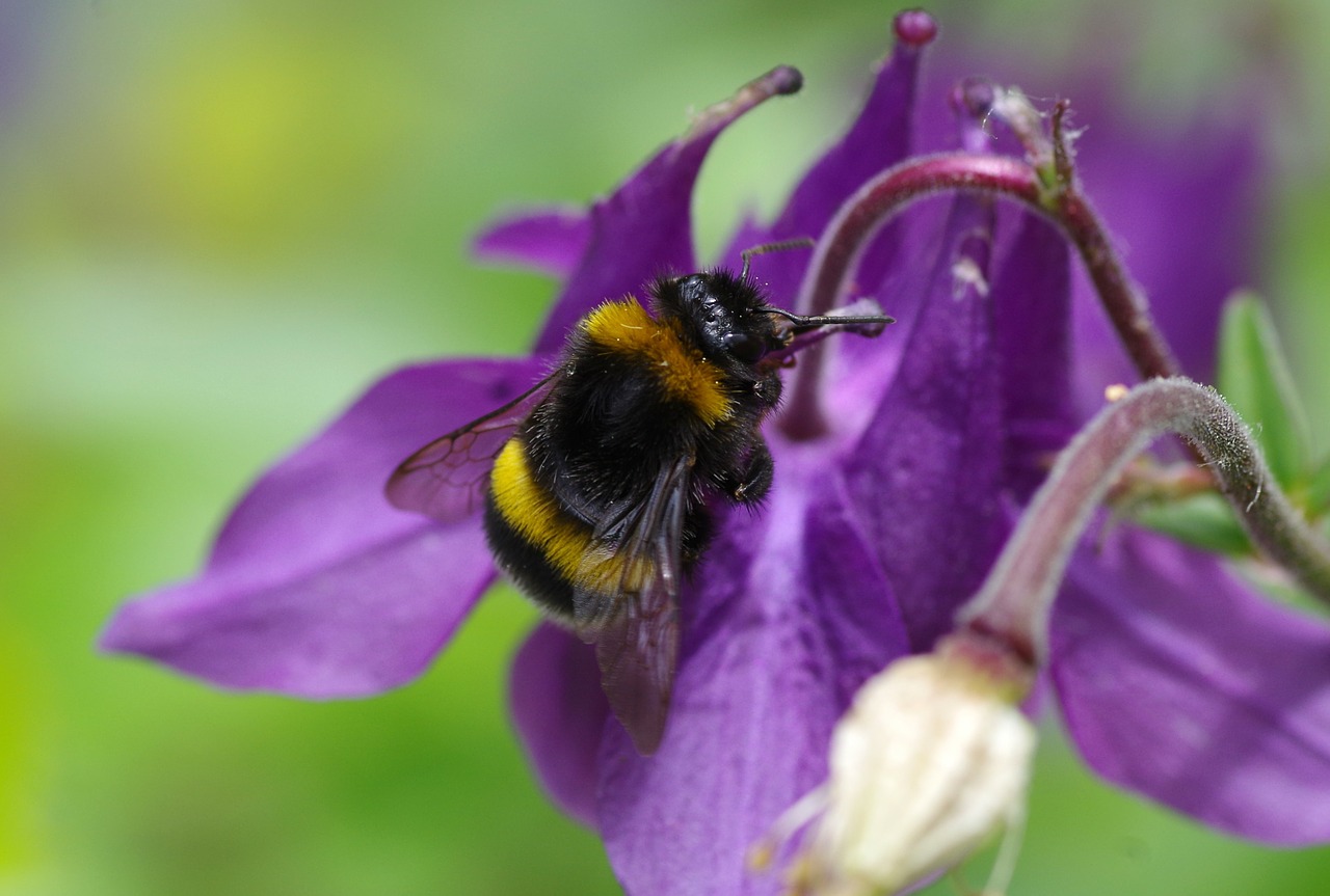 hummel columbine blossom free photo