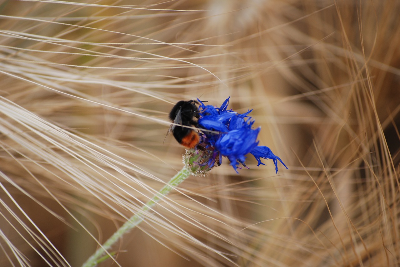 hummel  nature  insect free photo