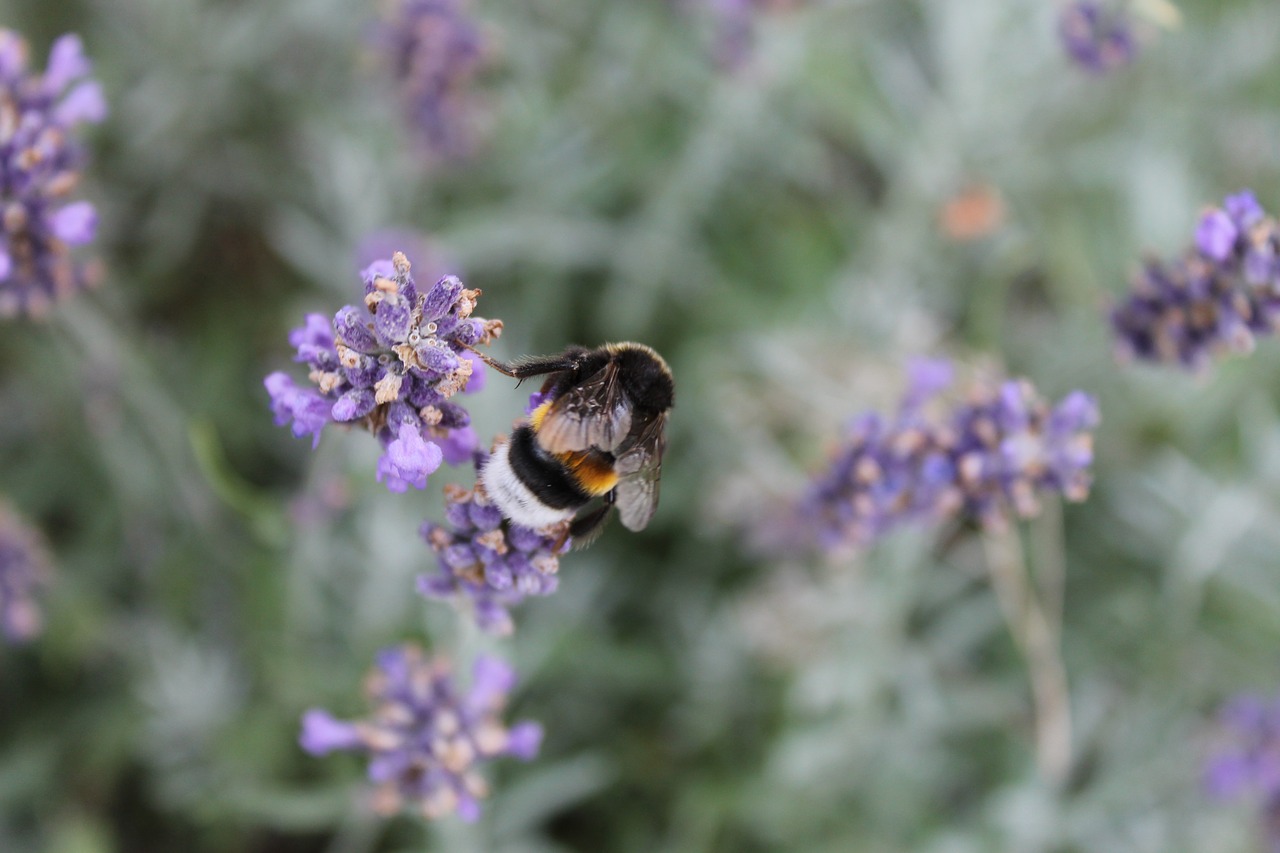 hummel  close up  collect nectar free photo