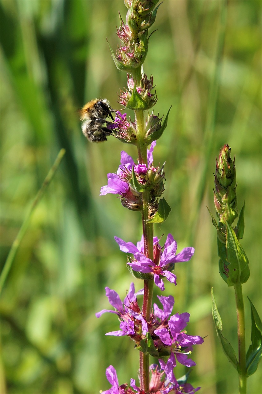 hummel  flowers  insect free photo