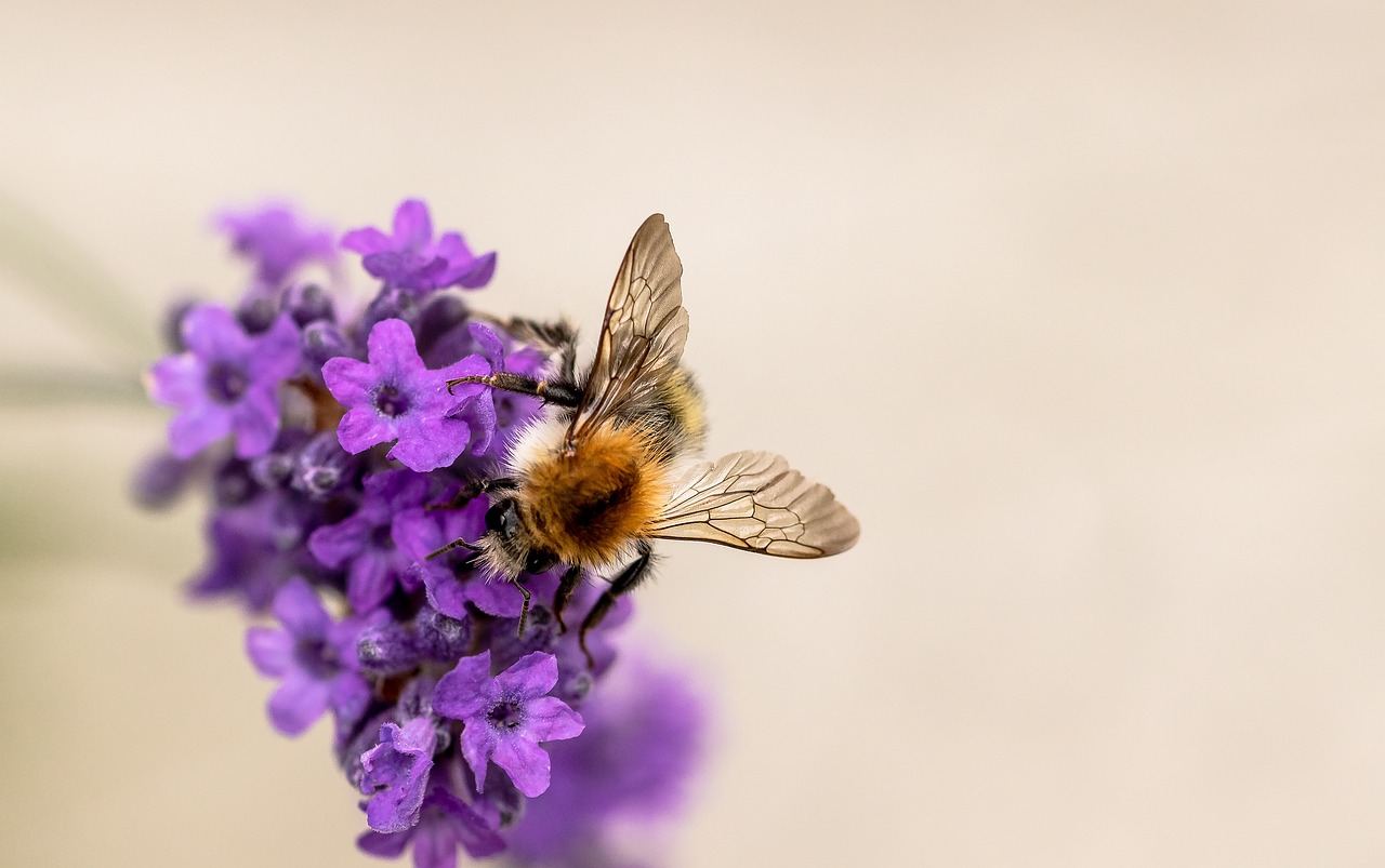 hummel  garden bumblebee  bombus hortorum free photo