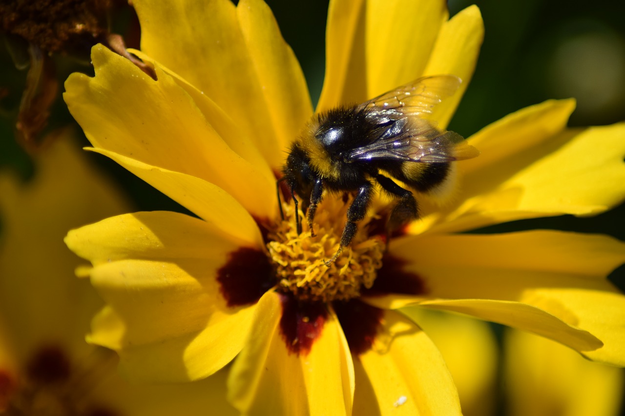 hummel  garden bumblebee  bombus hortorum free photo