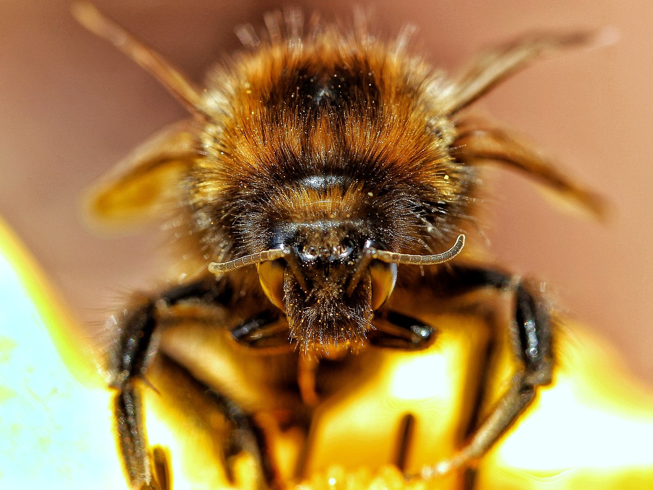 hummel  insect  close up free photo