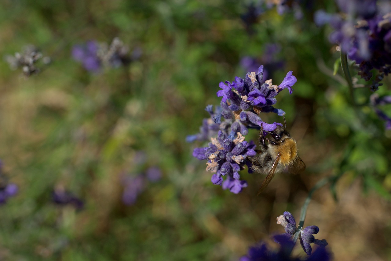 hummel  lavender  purple free photo