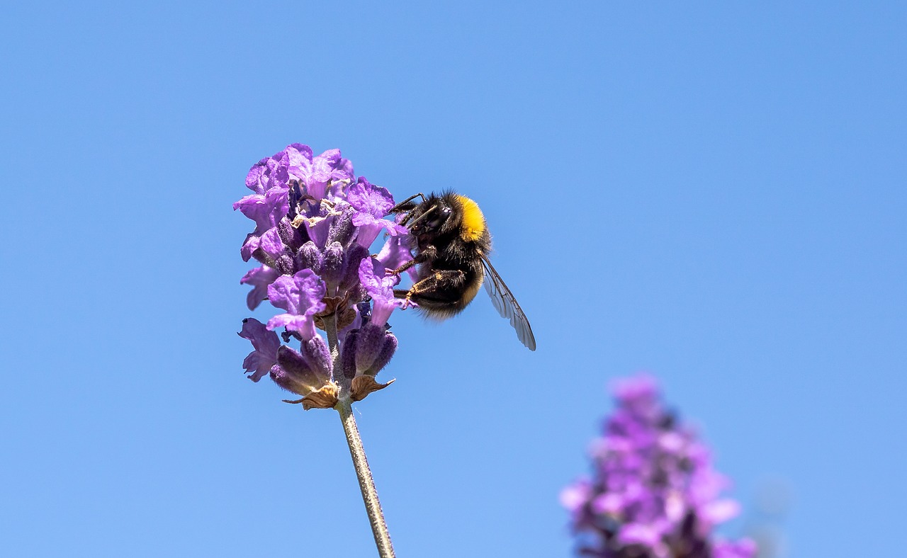 hummel  garden bumblebee  bombus hortorum free photo