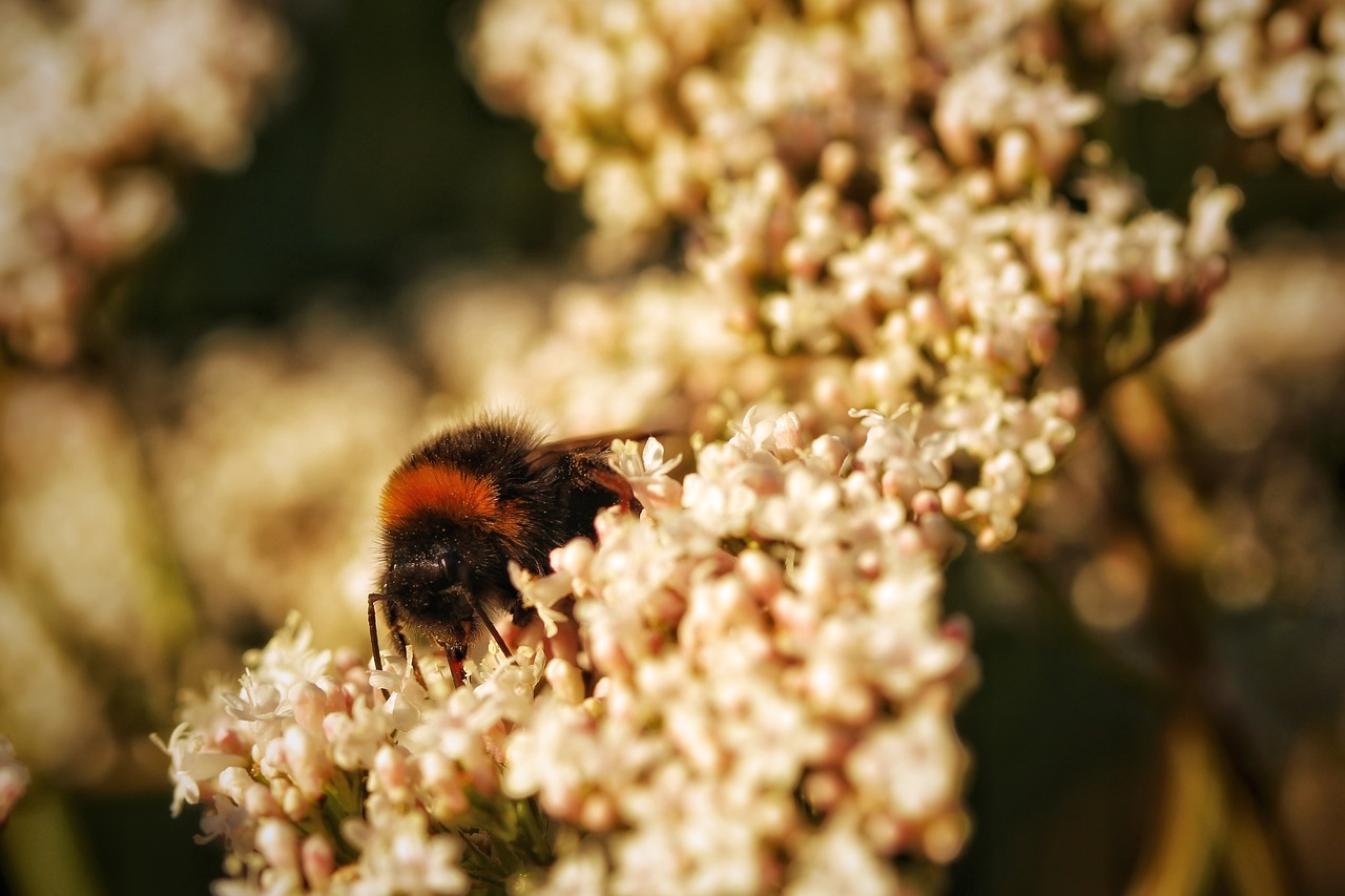 hummel  insect  close up free photo