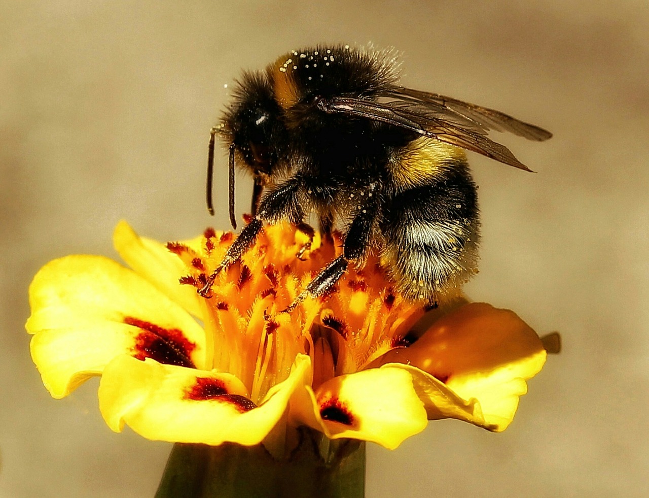 hummel  close up  macro free photo