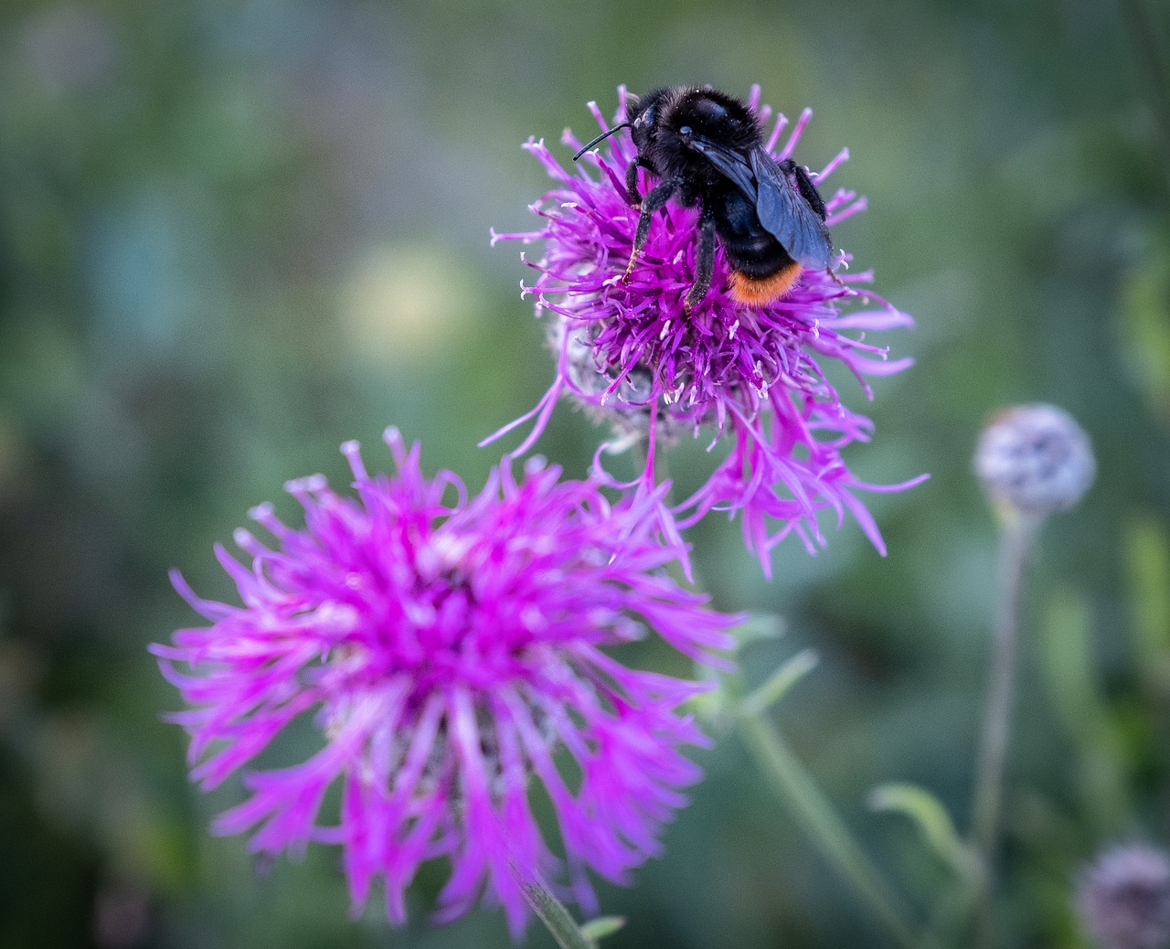 hummel  bee  insect free photo